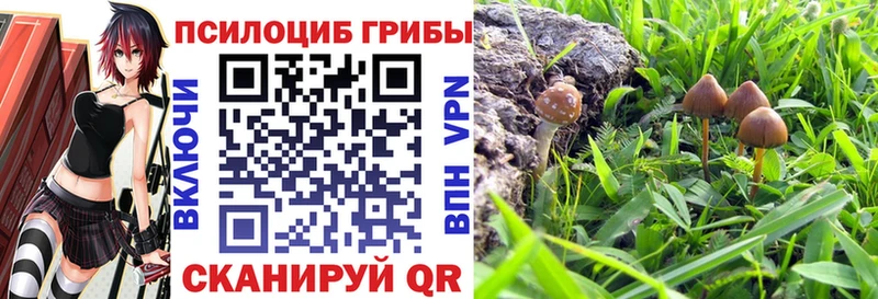 KRAKEN ссылки Верещагино Псилоцибиновые грибы MAGIC MUSHROOMS
